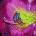 Priscilla Bloom Photo 19
