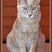 Lenore Fox Photo 19