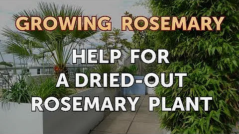 Rosemary Salvage Photo 8