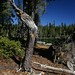 Crystal Stump Photo 30