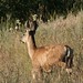 Douglas Doe Photo 26