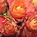 Nicolette Rose Photo 22