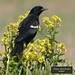 Alice Bird Photo 41