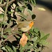 Robin Rome Photo 12