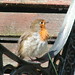 Robin Bench Photo 17