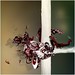 Stephanie Bennett Photo 44