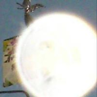 Susan Woodall Photo 8