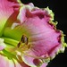Leslie Bloom Photo 35