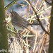 Robin Edge Photo 32