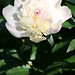 Bud King Photo 32