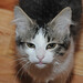 Robert Pippin Photo 37
