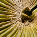Flora Palma Photo 14