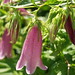 Virginia Bellflower Photo 12