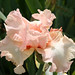 Beverly Beard Photo 35