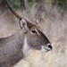 Victoria Buck Photo 36