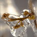 Hazel Winter Photo 22