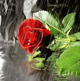 Rose Storm Photo 9