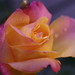 Gary Lester Photo 45