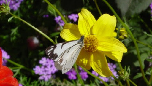 Elizabeth Rego Photo 10