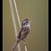 Richard Sparrow Photo 38