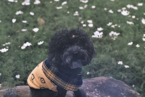 Annie Tseng Photo 13