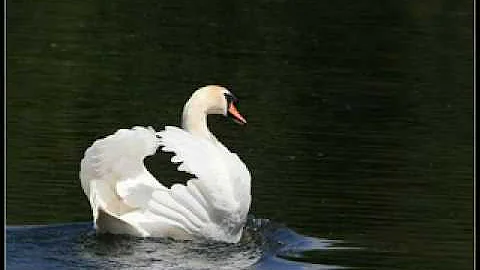 Richard Swan Photo 38