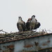 Richard Hartwell Photo 37