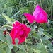 Franklin Rose Photo 29