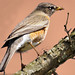 Robin Montgomery Photo 47