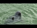 Charlie Seal Photo 12