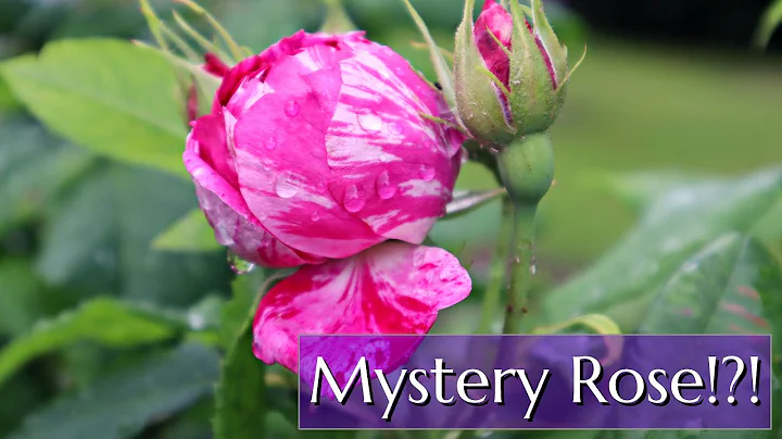 Rose Fortney Photo 11