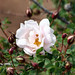 Marie Blom Photo 24