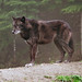 Dave Wolf Photo 42