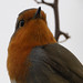 Robin Stead Photo 20
