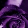 Daisy Angeles Photo 14