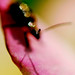 Jerry Toms Photo 25