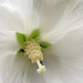 Rose Sharon Photo 38