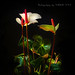 Juan Castellon Photo 32
