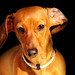 Penny Tanner Photo 28