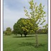 Alfred Rose Photo 34