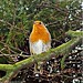 Robin Ives Photo 26