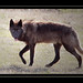 Lamar Gray Photo 37