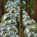 Forrest Ball Photo 18