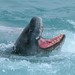 Jim Seal Photo 29