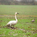 Norman Swan Photo 22