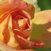 Pat Greenwood Photo 32