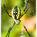 Jose Echevarria Photo 42