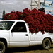 Reyna Flores Photo 40