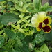Pansy Summers Photo 15