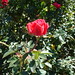 Arthur Rose Photo 40